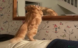 Domestic Shorthair cats for adoption: Honey & Toast, 6 month old kittens  - Image 2