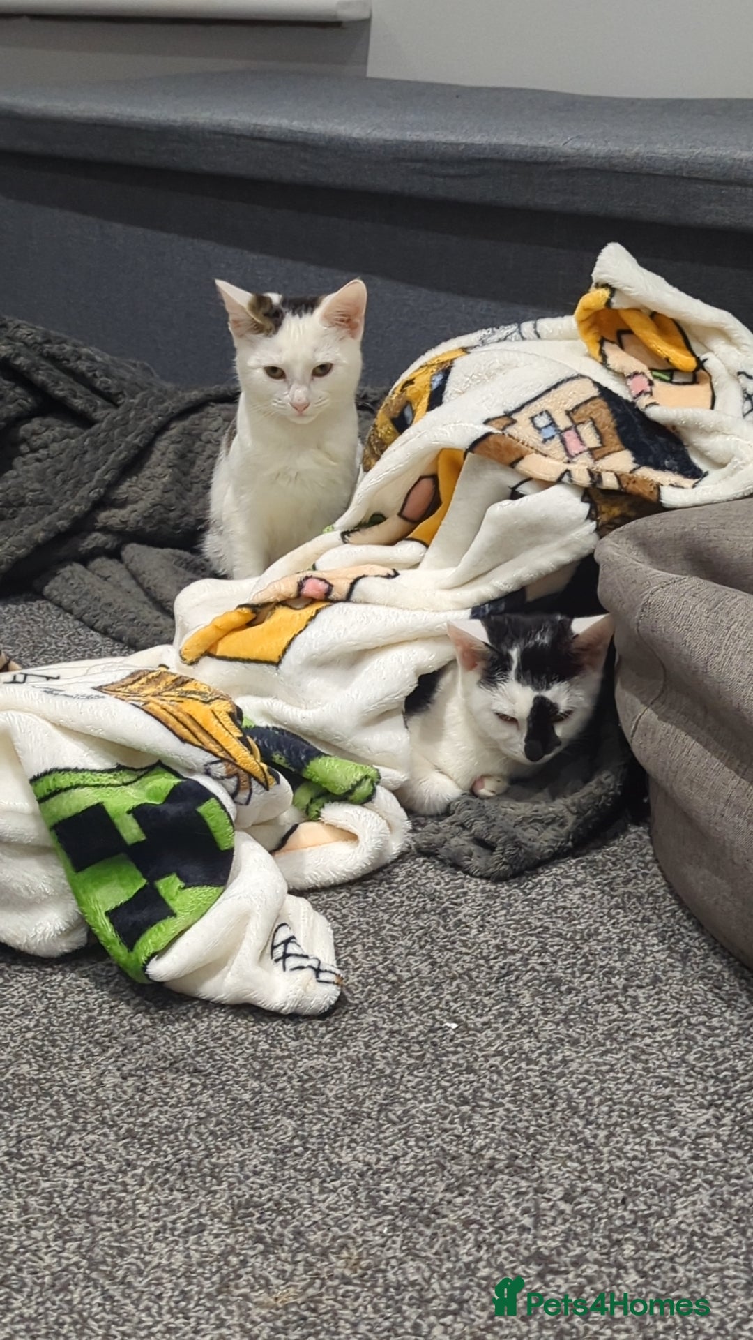 British Shorthair cats for sale: Black and white Magpie - Advert 7