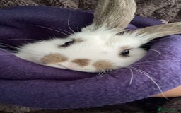 Dutch rabbits for sale: Dutch bunny - Image 9
