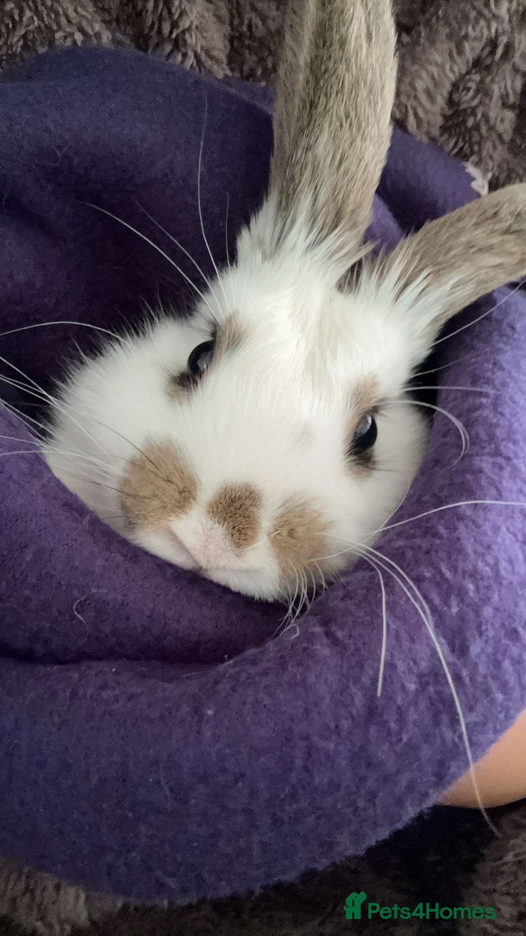 Dutch rabbits for sale: Dutch bunny - Image 9