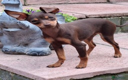 Mixed Breed dogs for sale: Hurry up - Only boy left - Image 1