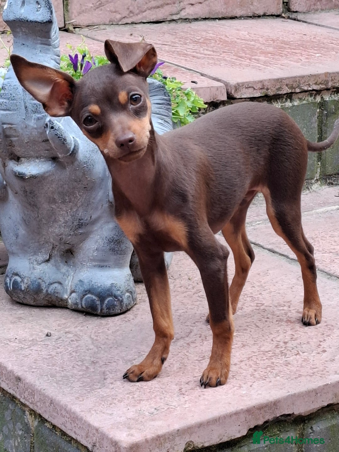 Mixed Breed dogs for sale: Hurry up - Only boy left - Image 1