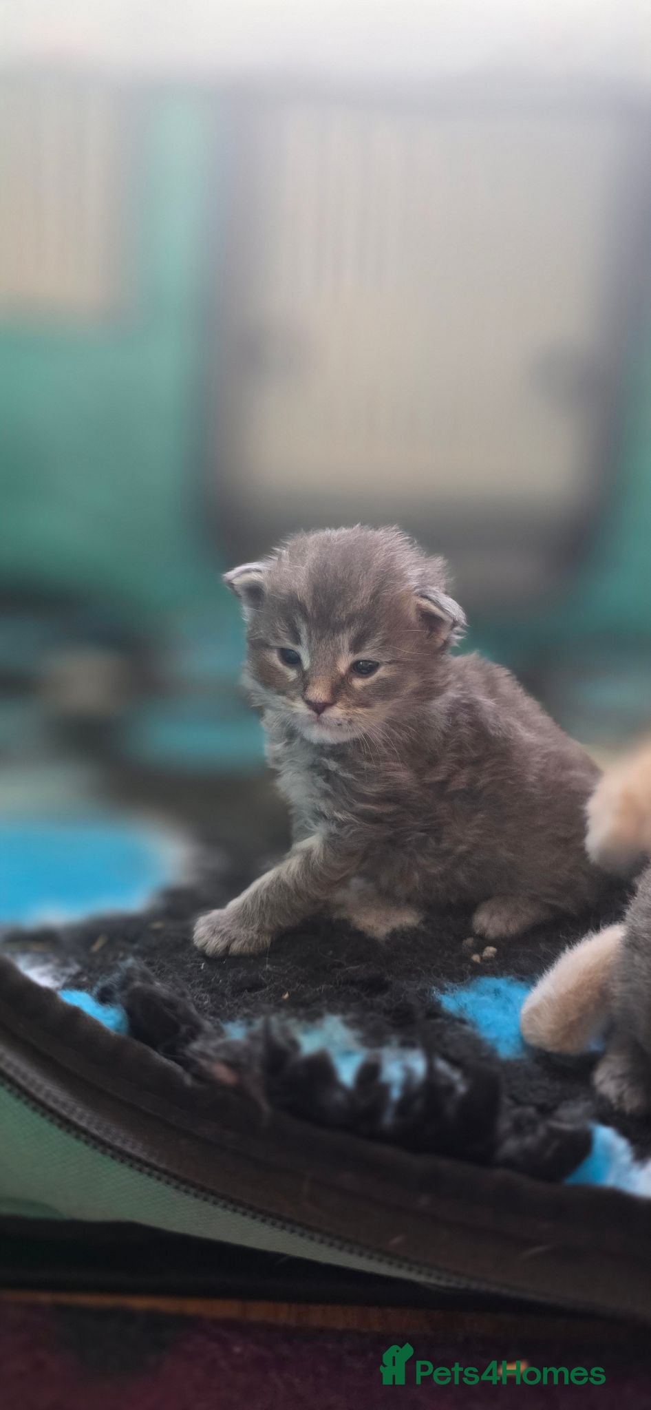 Maine Coon cats Stunning maincoon litter  - Advert 2