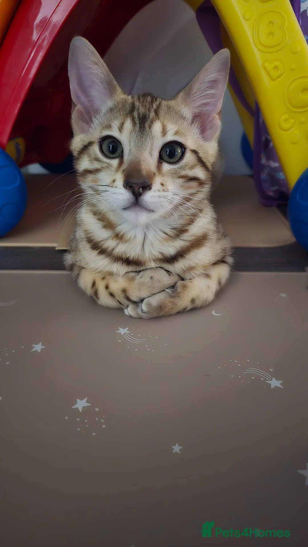 Bengal cats for sale: Bengal kitten in Walsall - Advert 1