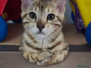 Bengal cats Bengal kitten - Advert 1