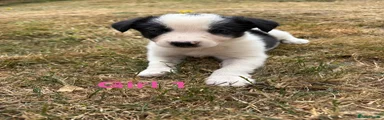 Border Collie Girl 1