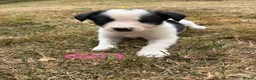 Border Collie dogs for sale: Border collie puppies for sale  in Montgomery - Advert 21
