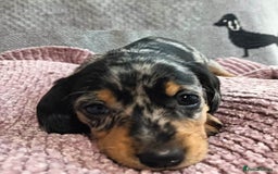 Miniature Dachshund dogs for sale: Talented dapple mini sausages for sale - Image 2