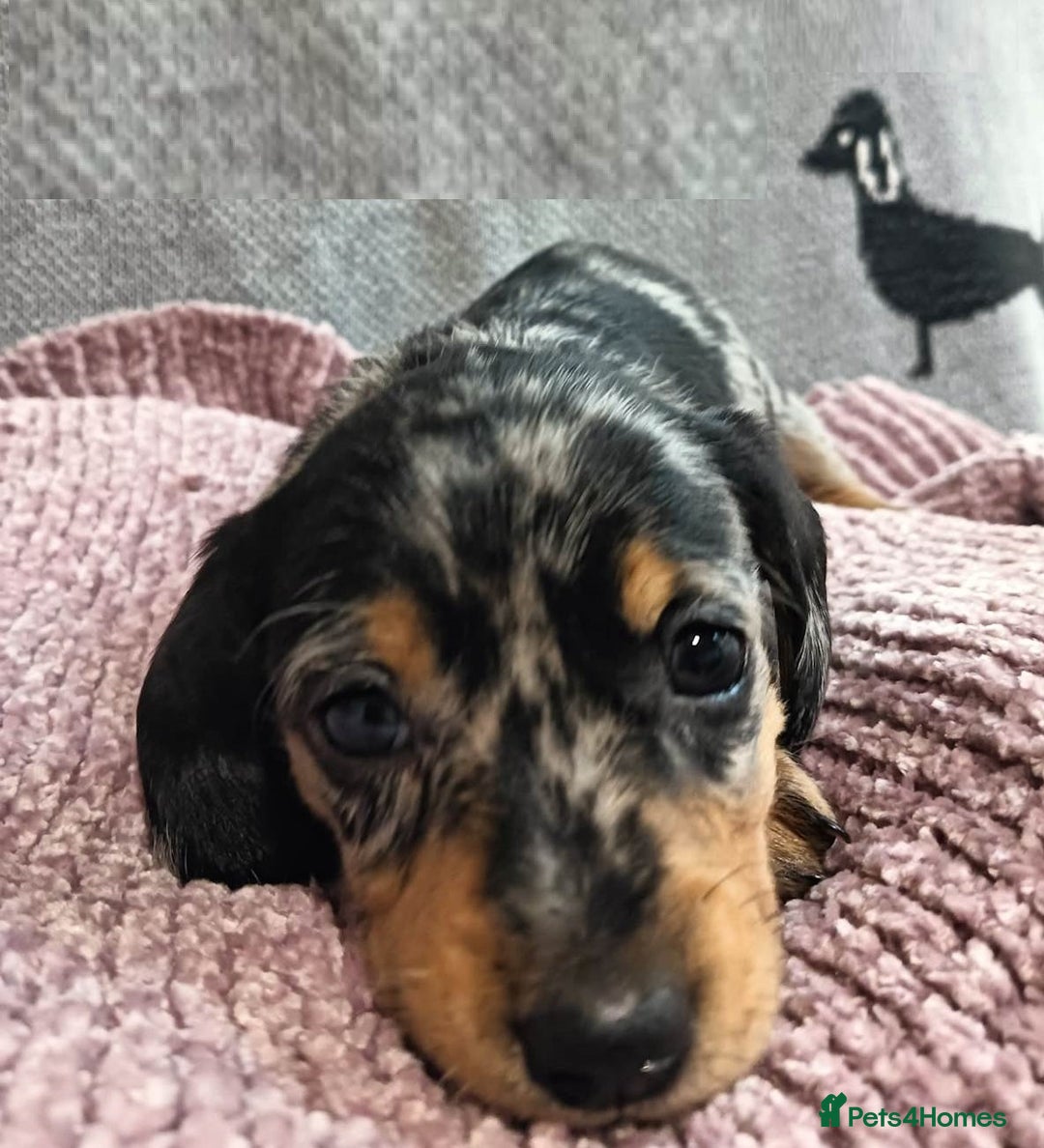Miniature Dachshund dogs for sale: Talented dapple mini sausages for sale - Image 2