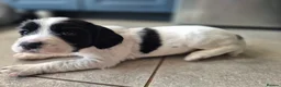 English Springer Spaniel dogs for sale: Stunning working springer spaniels - Advert 8