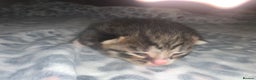 Mixed Breed cats for sale: Bright tabby’s and black kittens  - Advert 34