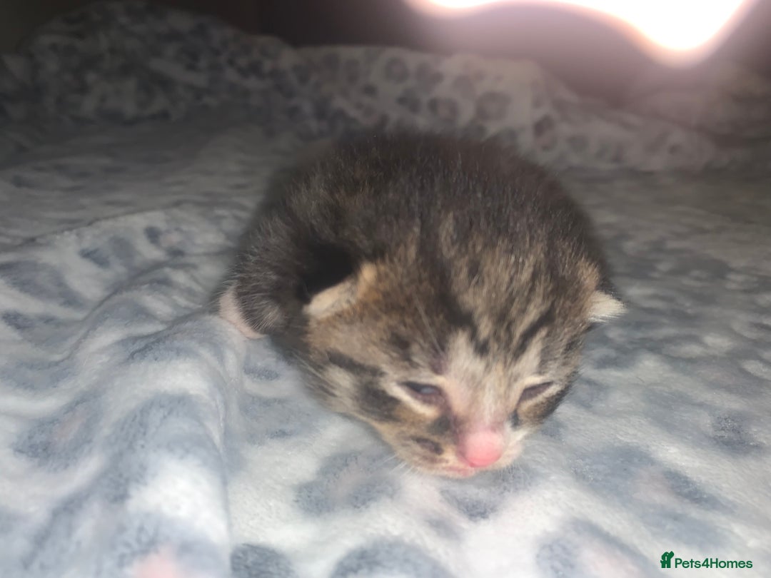 Mixed Breed cats for sale: Bright tabby’s and black kittens  - Advert 34
