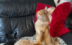 Mixed Breed rabbits for sale: Netherland dwarf and lionhead mixed bunnies - Image 6