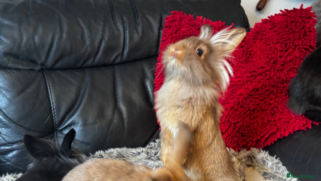 Mixed Breed rabbits for sale: Netherland dwarf and lionhead mixed bunnies - Image 6