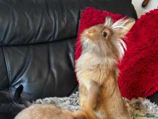 Mixed Breed rabbits - Advert 3