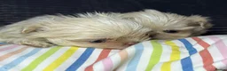 Shih Tzu dogs for sale: Tiny imperial shihtzu puppies - Advert 13