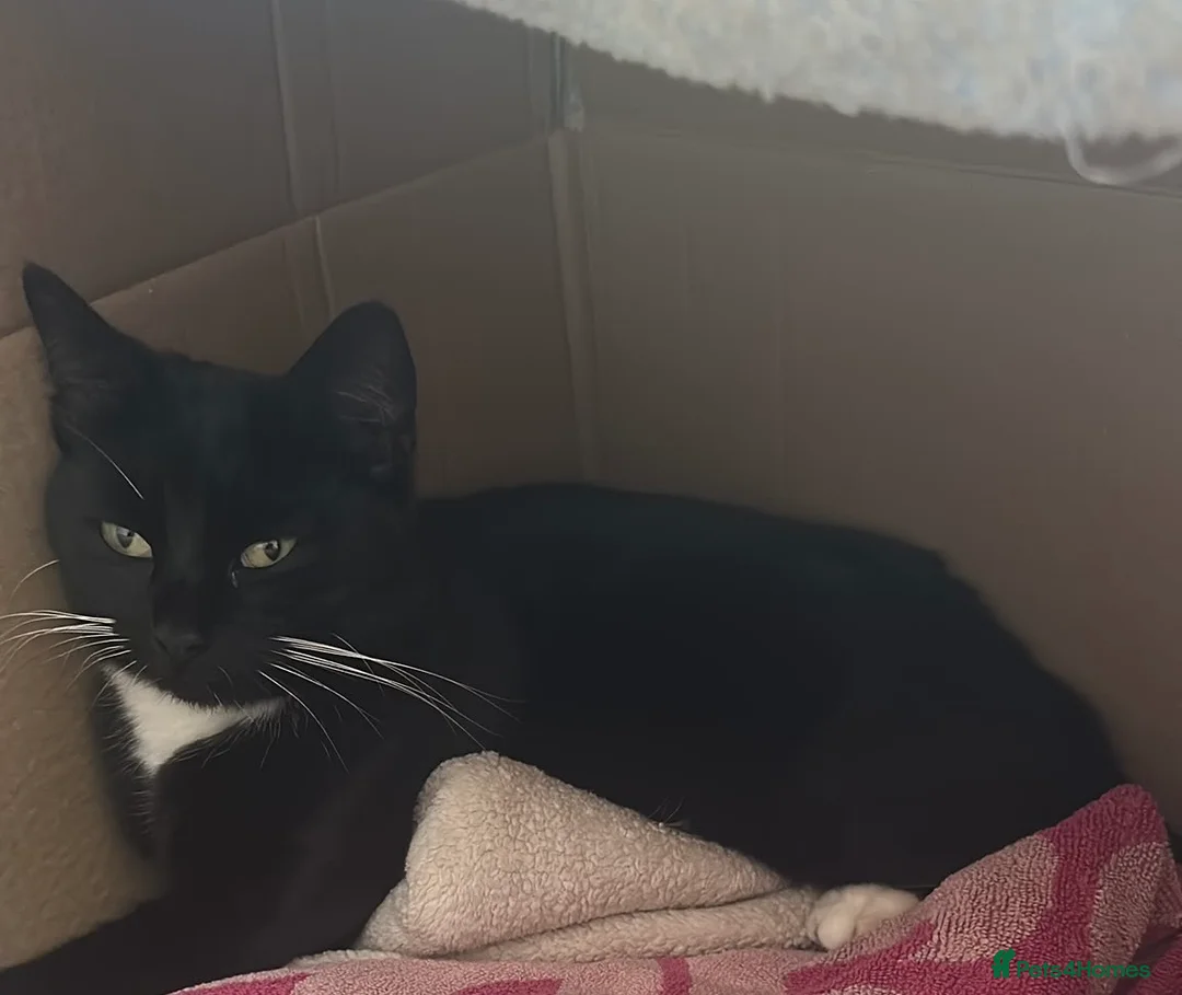 Mixed Breed cats for sale: Two male kittens available from 23rd August  in Worcester - Advert 2