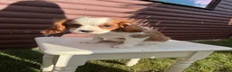 Cavalier King Charles Spaniel dogs for sale: Cavalier King Cha - Advert 12