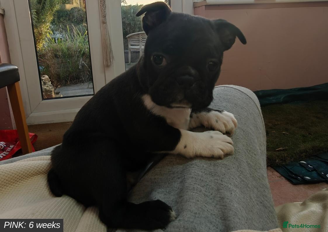 Mixed Breed dogs for sale: Boston Cross Pups Looking for Their Forever Home - Advert 5