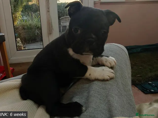 Mixed Breed dogs for sale: Boston Cross Pups Looking for Their Forever Home - Advert 5