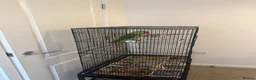 Parrots birds for sale: Very sweet Alexandrine female parrot in Watford - Advert 8
