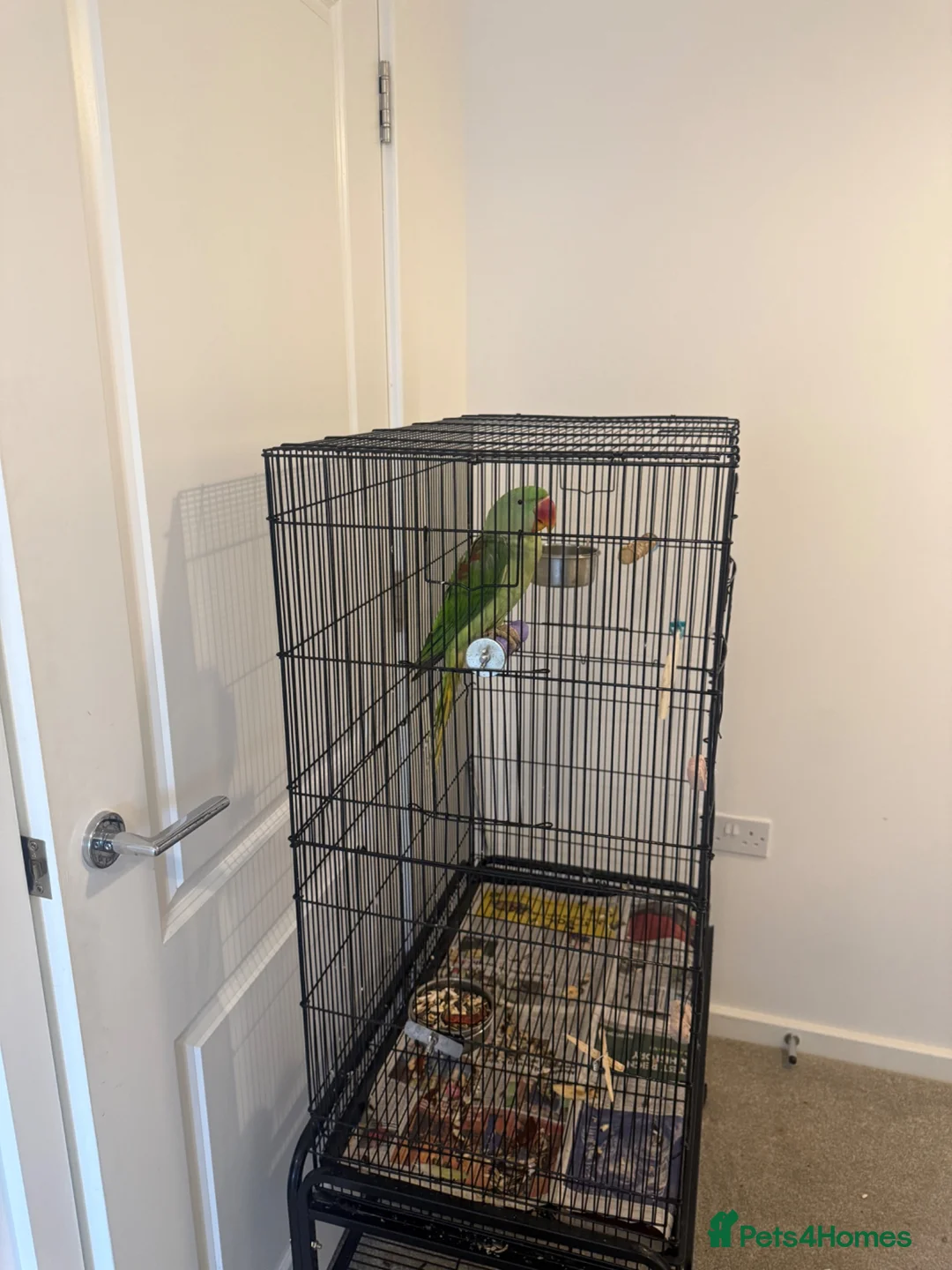 Parrots birds for sale: Very sweet Alexandrine female parrot in Watford - Advert 8