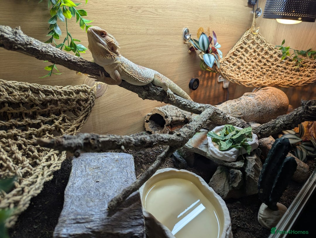 Bearded Dragon reptiles for sale: Beautiful Red Bearded Dragon (10 months)  - Advert 7