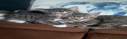 Mixed Breed cats for sale: 2 Beautiful kittens 😸 available  - Advert 9