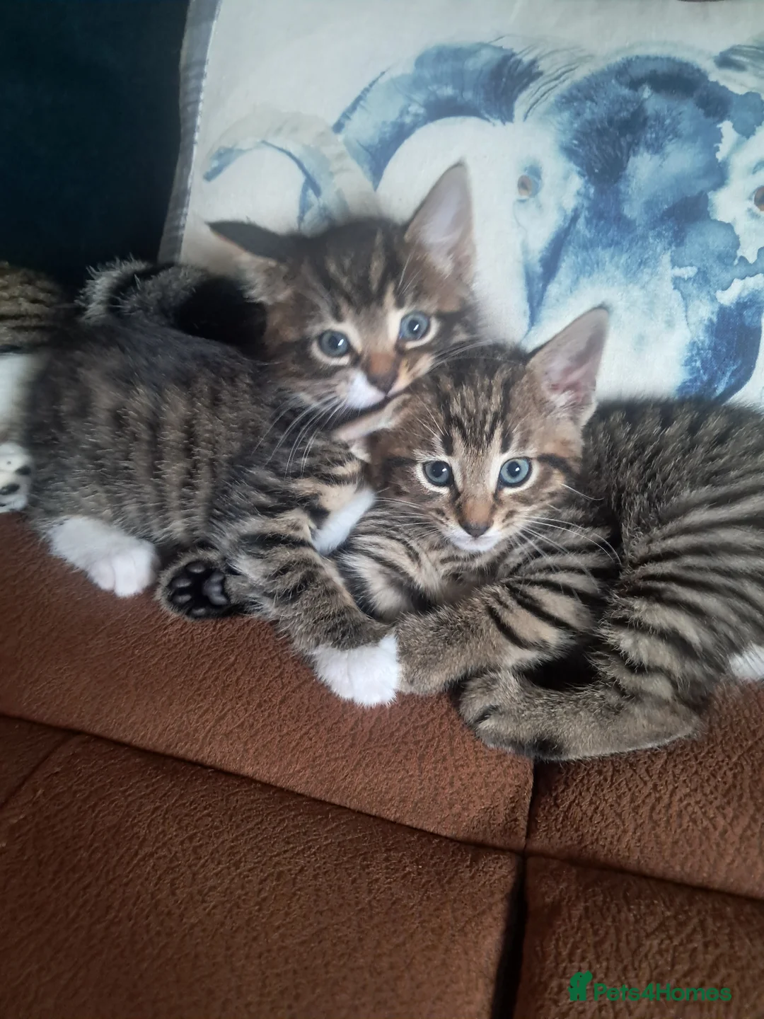 Mixed Breed cats for sale: 2 Beautiful kittens 😸 available  - Advert 9