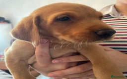 Labrador Retriever dogs for sale: Red Fox Labrador Puppies  - Image 19