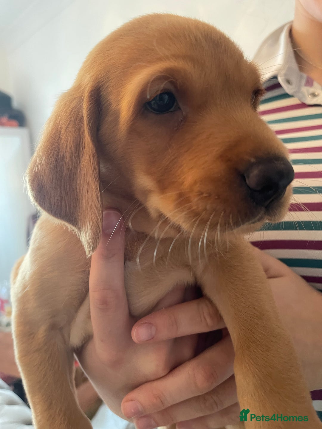 Labrador Retriever dogs for sale: Red Fox Labrador Puppies  - Image 19