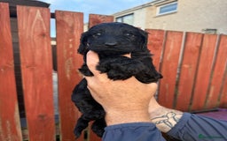 Cockapoo dogs for sale: Cockapoo puppies - Image 4