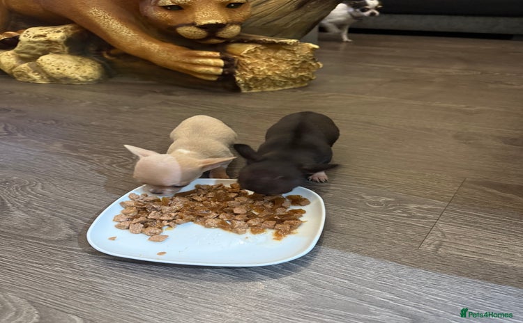 Chihuahua dogs - Advert 1
