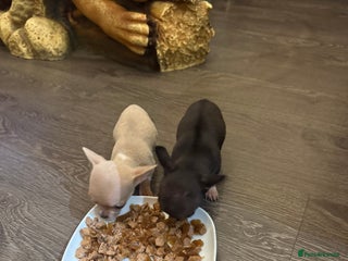 Chihuahua dogs - Advert 17