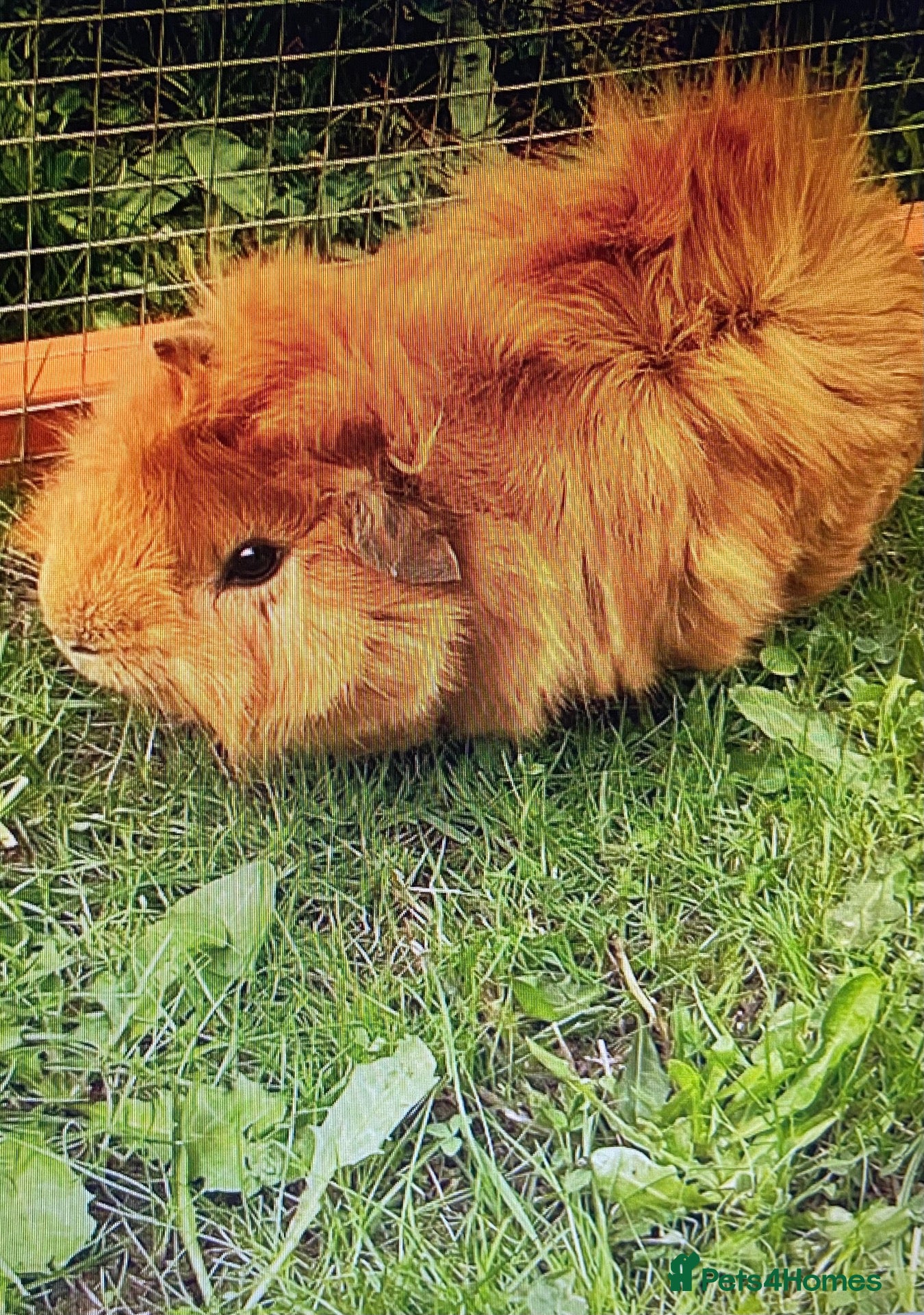 Guinea Pig rodents Male Brown Guinea pig  - Advert 4