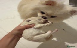 Pomeranian dogs for sale: 3 Beautiful small white Pomeranian pups  - Image 5