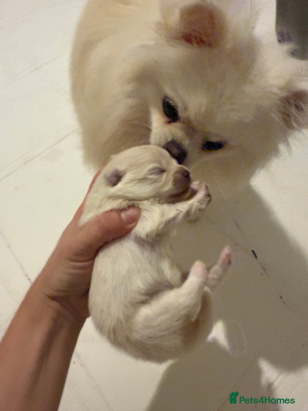Pomeranian dogs for sale: 3 Beautiful small white Pomeranian pups  - Image 5