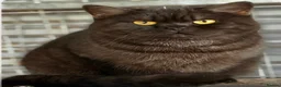 Scottish Fold cats for sale: Scottish fold X BSH - Advert 3
