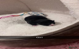 Mixed Breed cats for sale: 4 beautiful kittens for sale, available Halloween - Image 3