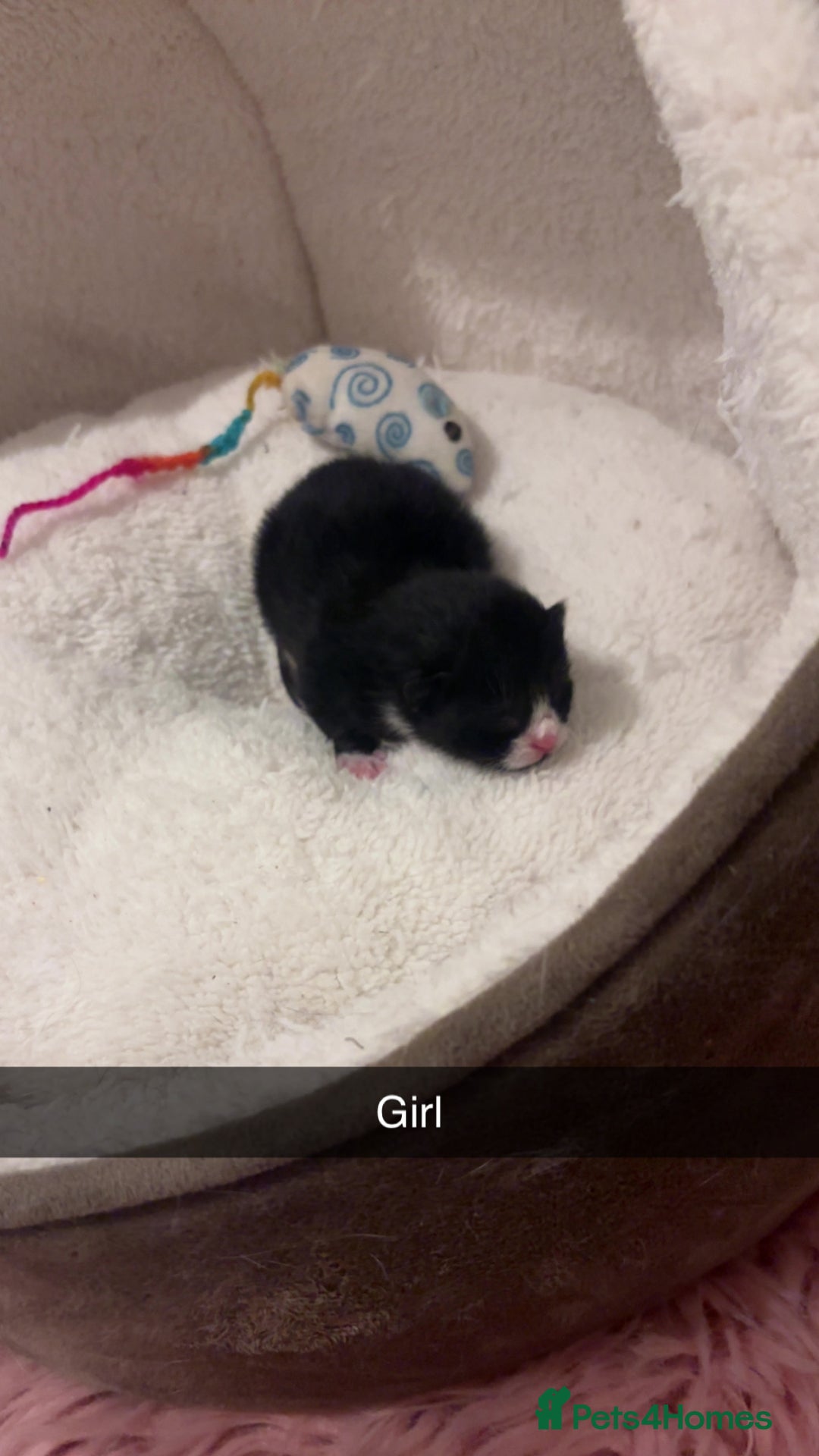 Mixed Breed cats for sale: 4 beautiful kittens for sale, available Halloween - Image 3