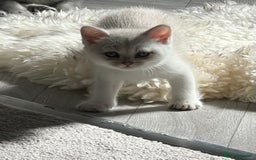 British Shorthair cats for sale: Chocolate spotty Scottish fold kittens - Image 2
