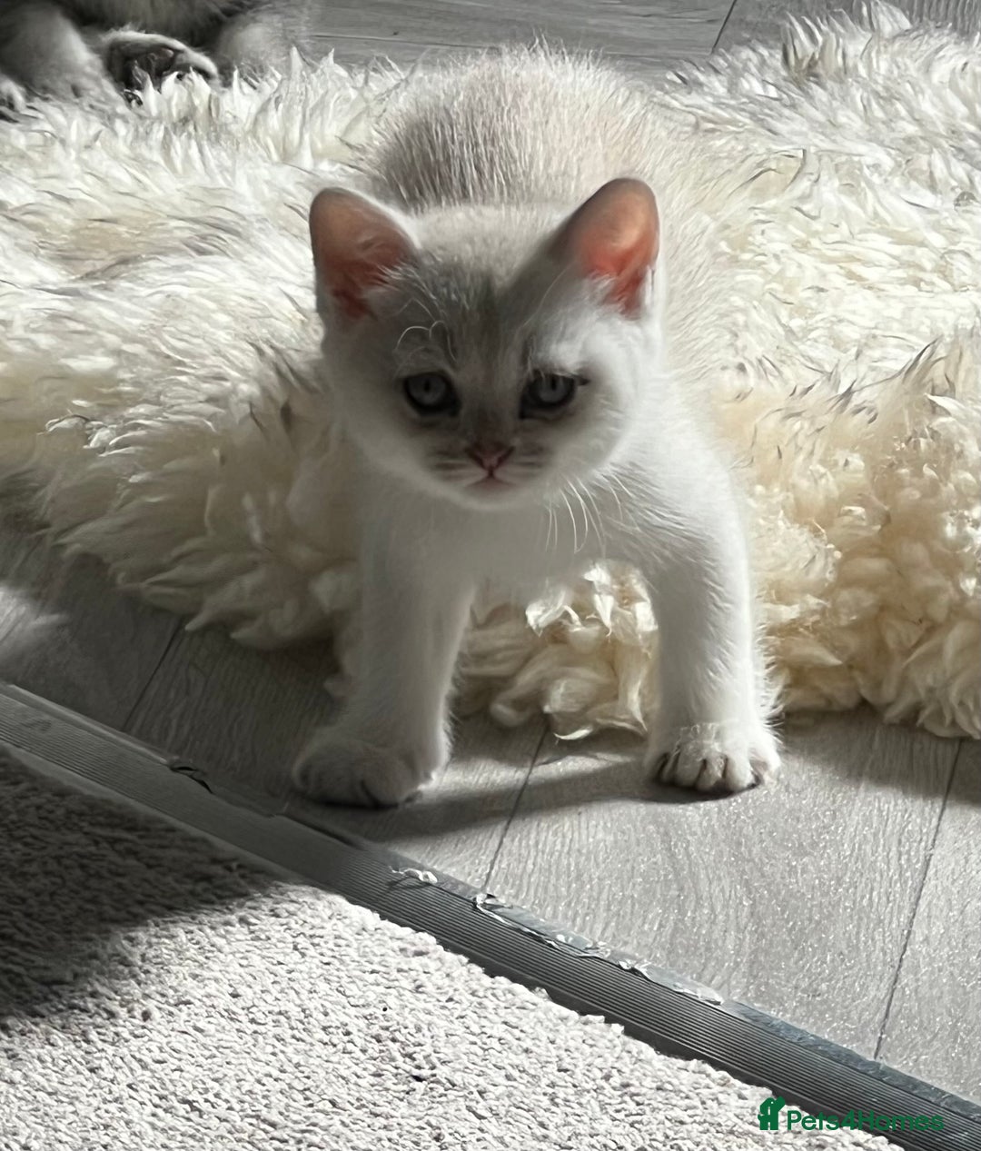 British Shorthair cats for sale: Chocolate spotty Scottish fold kittens - Image 2