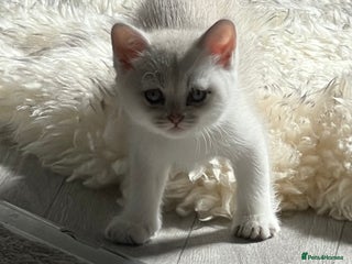 British Shorthair cats - Advert 6