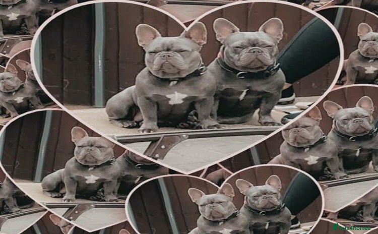 French Bulldog dogs - Advert 13