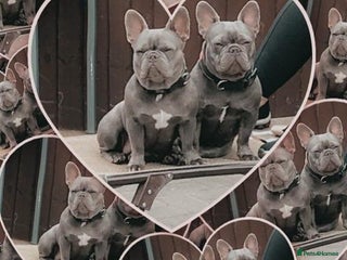 French Bulldog dogs - Advert 6
