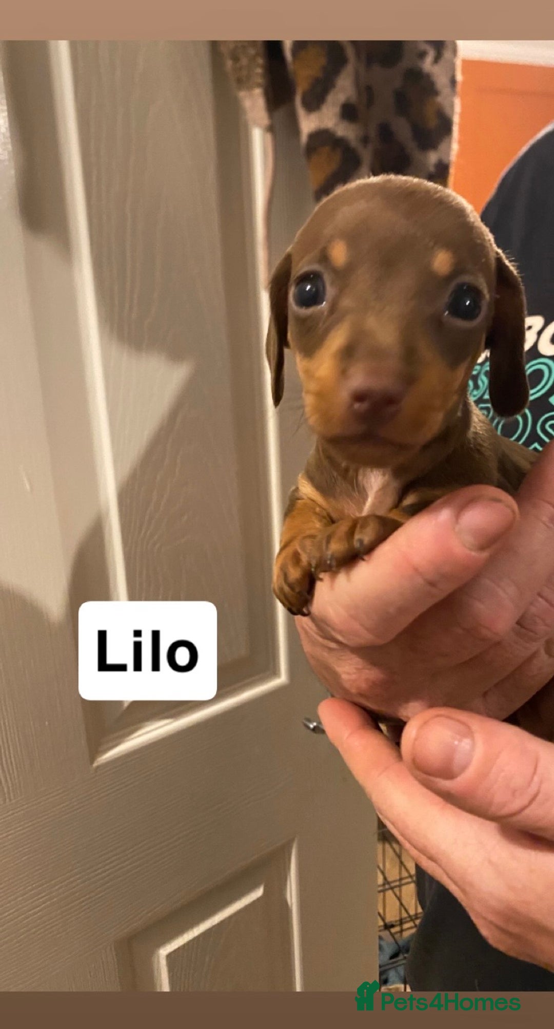 Miniature Dachshund dogs for sale: 5 Miniature Dachshunds ready 16/12/25 🤎 - Advert 6