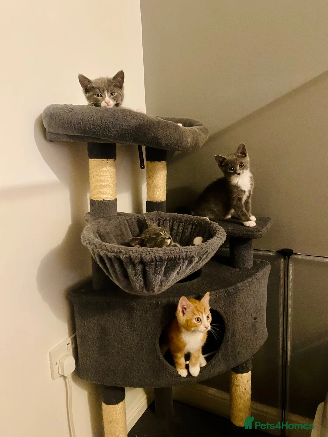Mixed Breed cats for sale: RagdollCross X Domestic Shorthair - Advert 10