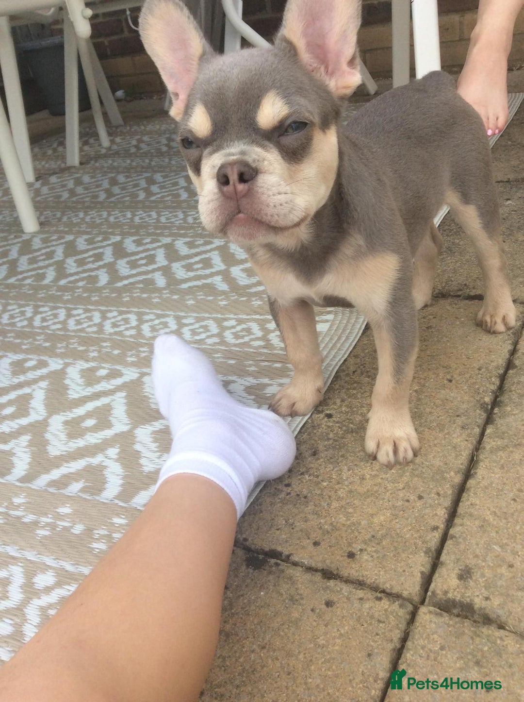 French Bulldog dogs for sale: Stunning boy looking for his forever home  - Advert 8