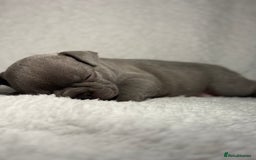 French Bulldog dogs for sale: Boy 1 - Image 8