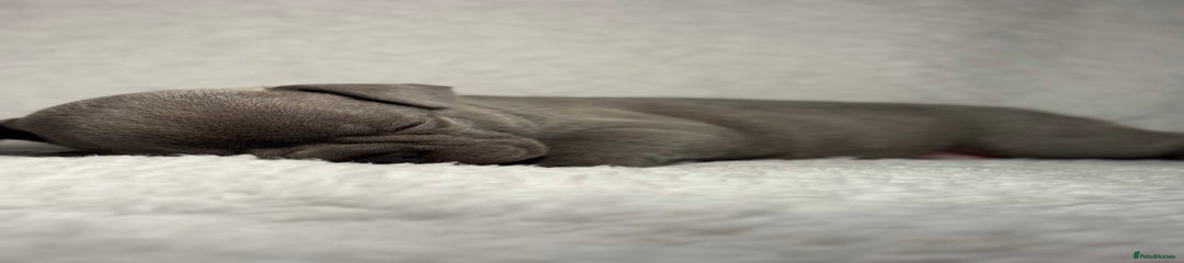 French Bulldog Puppy 3